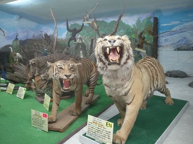 🏛️ 쓰야마 자연 신비관(쓰야마 시젠노 후시기칸) 이미지 1